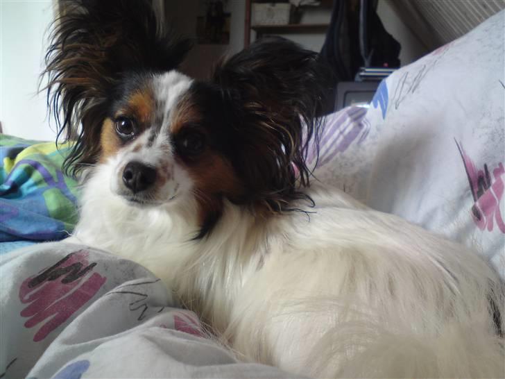Papillon Luton R.I.P. billede 9