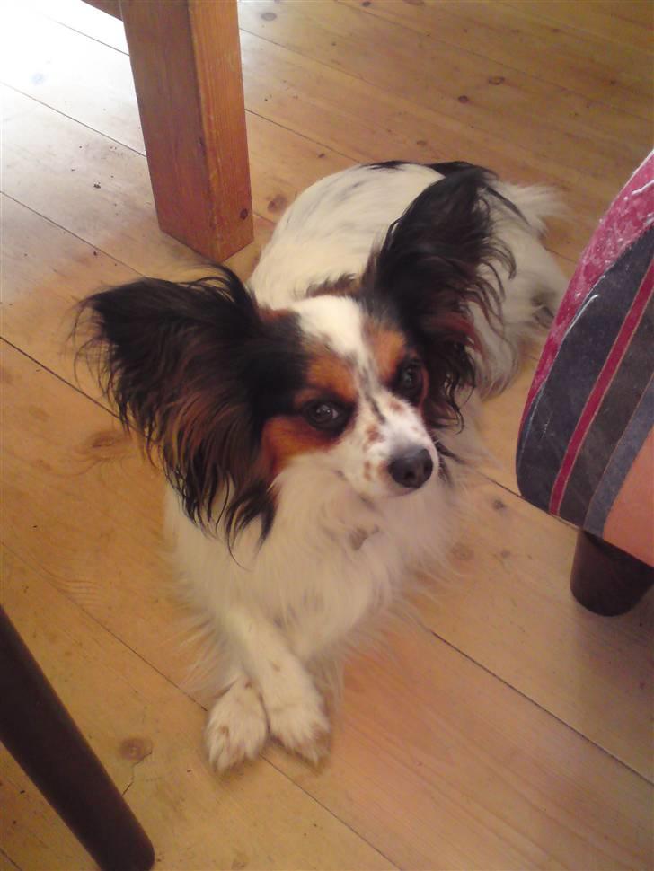 Papillon Luton R.I.P. billede 10