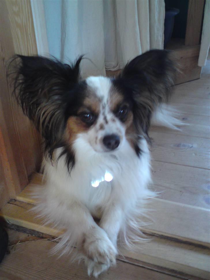 Papillon Luton R.I.P. billede 11