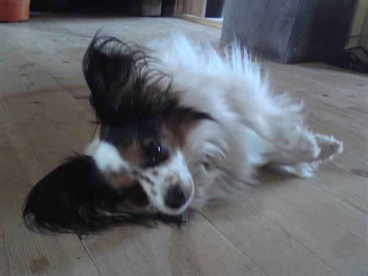 Papillon Luton R.I.P. billede 12