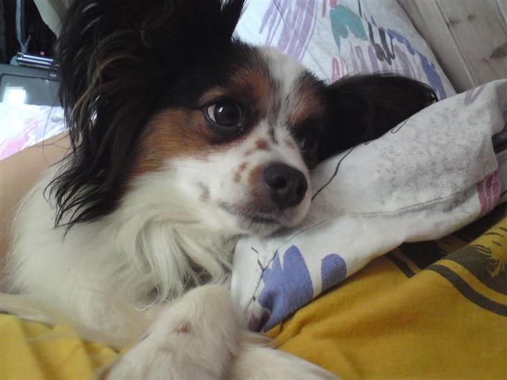 Papillon Luton R.I.P. billede 13