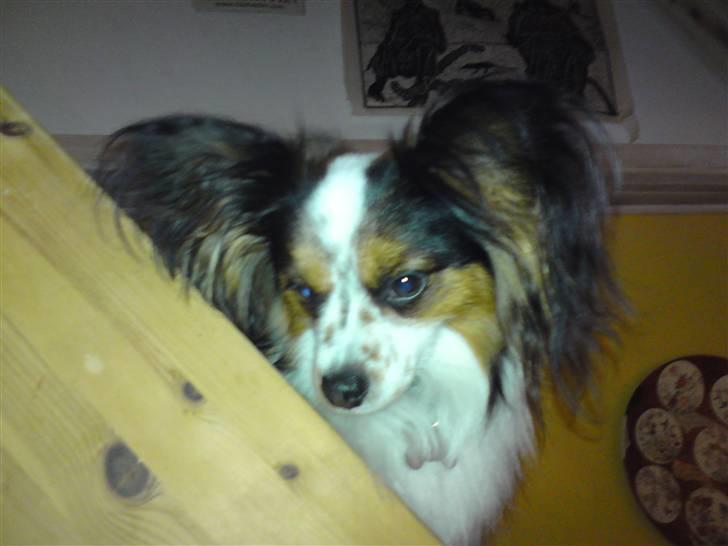 Papillon Luton R.I.P. billede 14