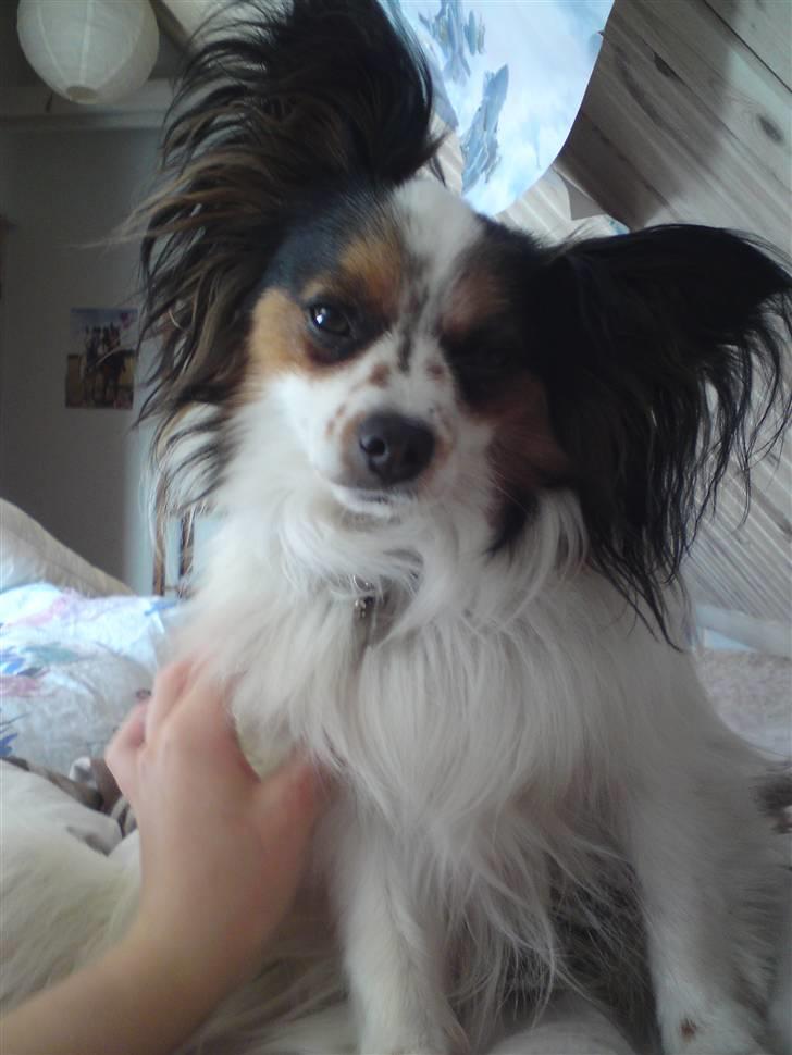 Papillon Luton R.I.P. billede 15