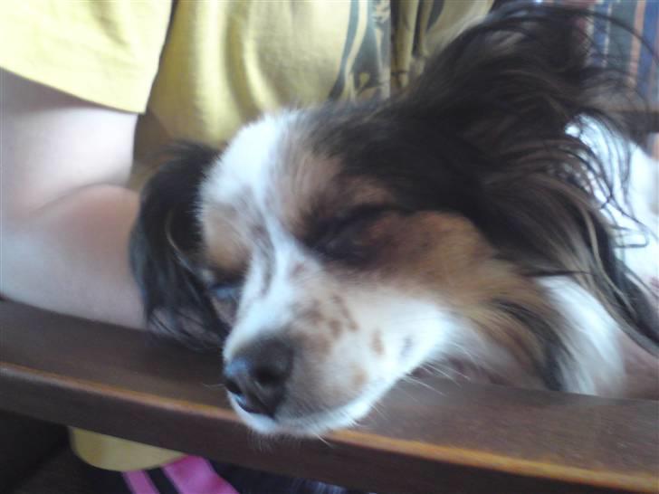 Papillon Luton R.I.P. billede 16