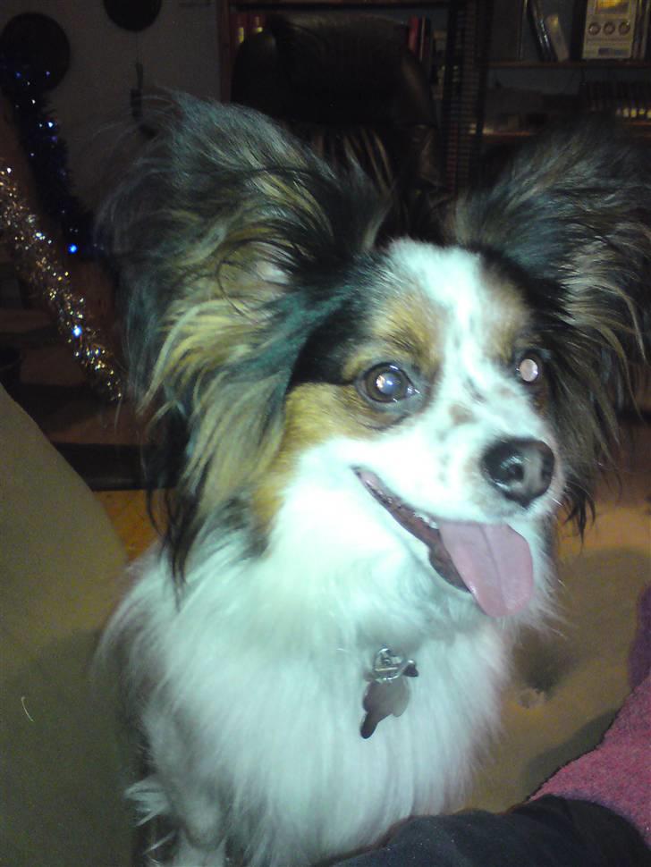 Papillon Luton R.I.P. billede 17