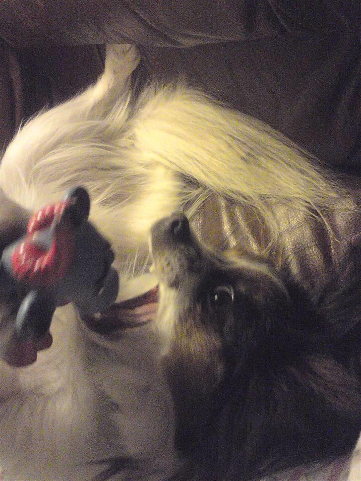 Papillon Luton R.I.P. - Luton leger med sit pivedyr :-) billede 18