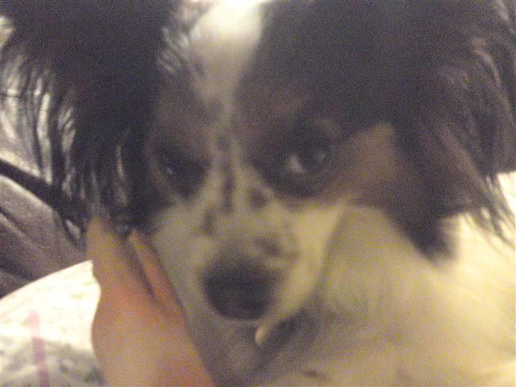 Papillon Luton R.I.P. billede 19