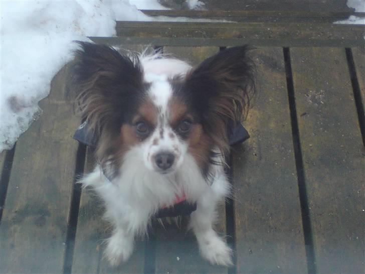 Papillon Luton R.I.P. - "Må jeg ikke nok komme ind?" billede 20