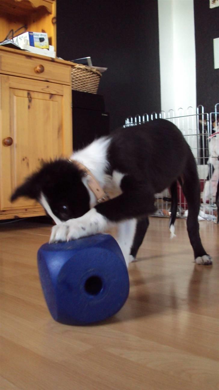 Border collie chang billede 10