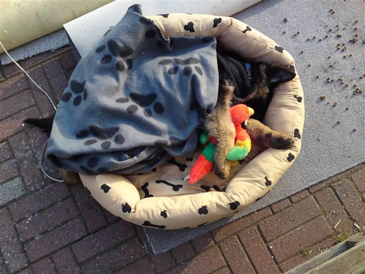 Schæferhund Rapi Magic billede 6