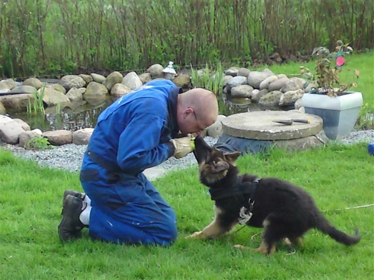 Schæferhund Rapi Magic billede 7