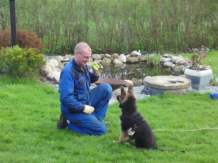Schæferhund Rapi Magic billede 8