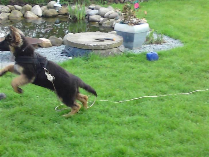 Schæferhund Rapi Magic billede 9