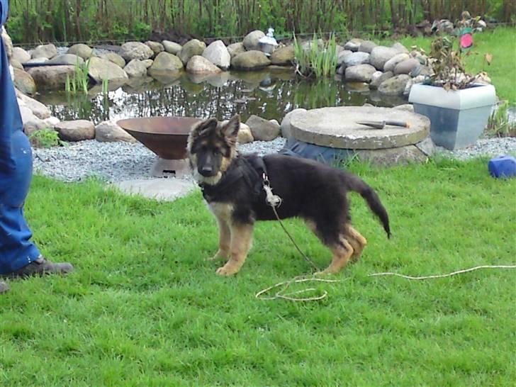 Schæferhund Rapi Magic billede 10