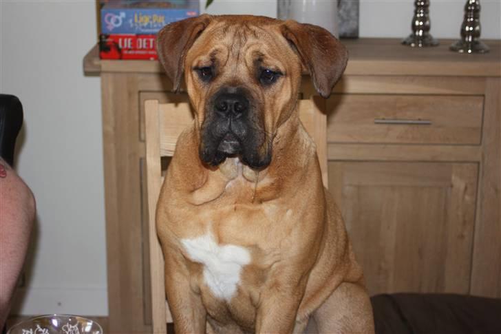 Blanding af racer KARLO billede 20