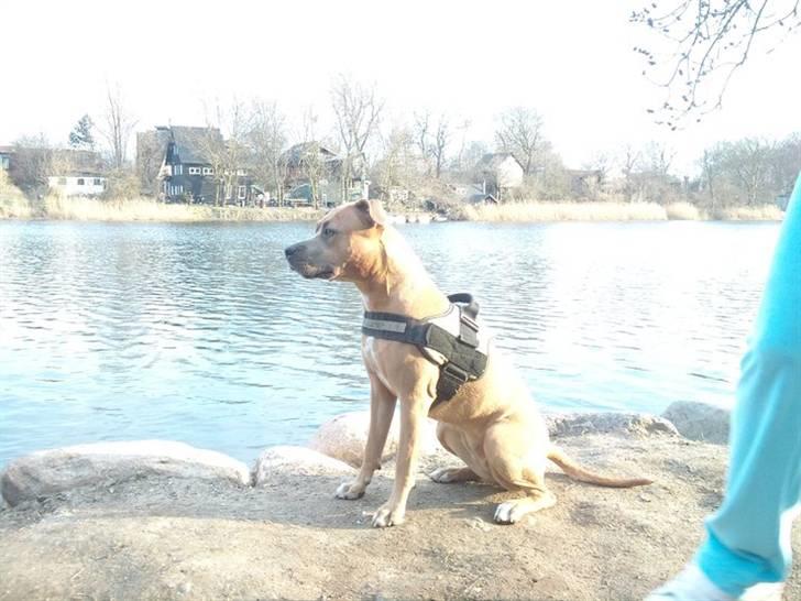 Amerikansk staffordshire terrier Chiva - 11 mdr. billede 10