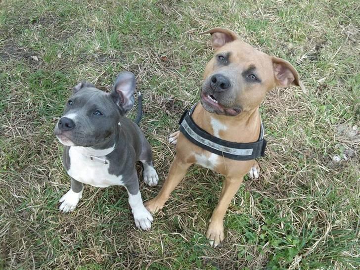 Amerikansk staffordshire terrier Chiva - Tiva 5 mdr, Chiva 11 mdr.... billede 11
