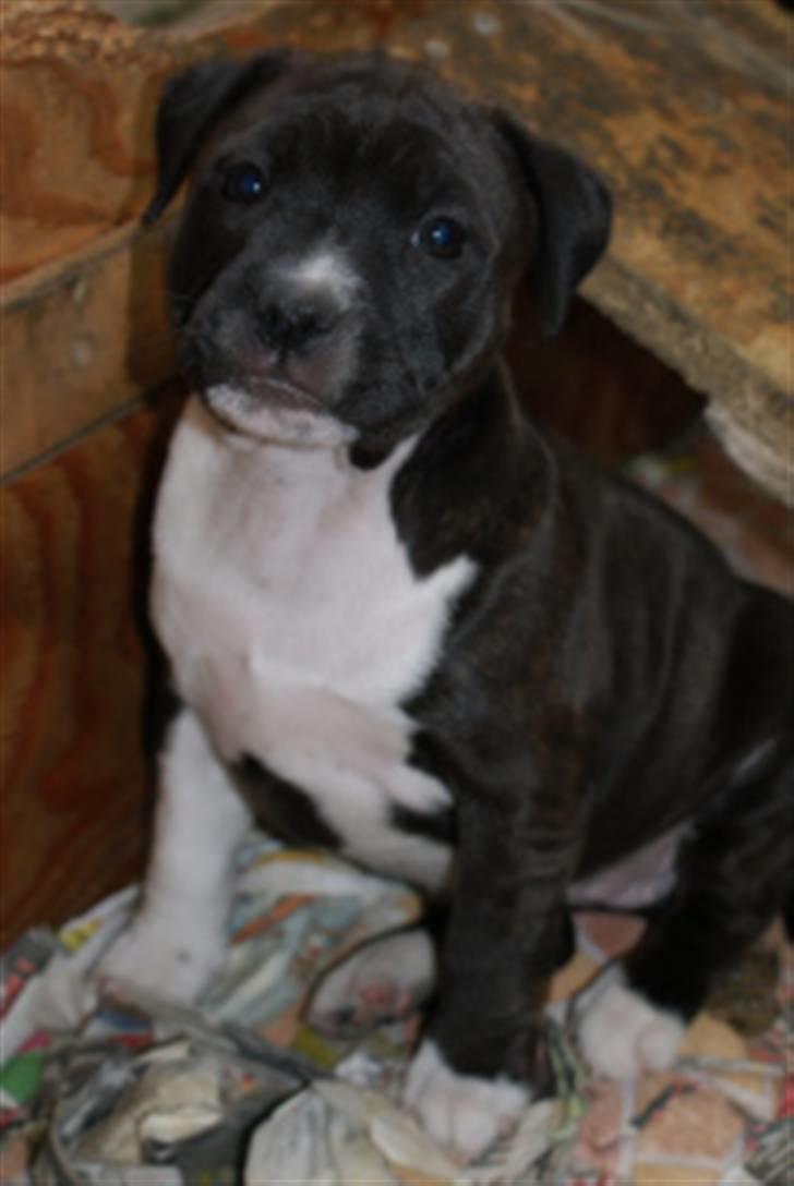 Staffordshire bull terrier Staff Royals Gossip Girl billede 1