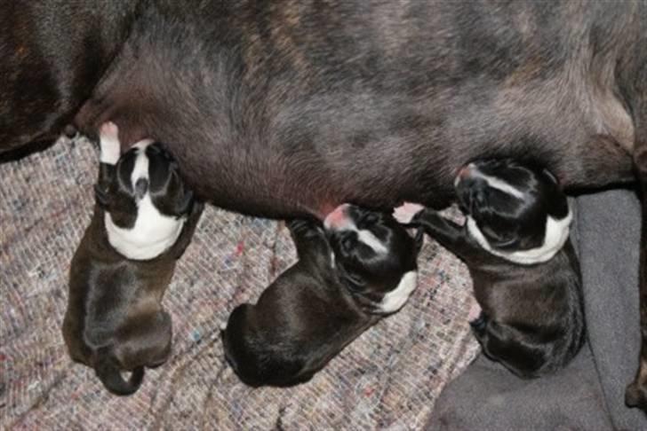 Staffordshire bull terrier Staff Royals Gossip Girl billede 2