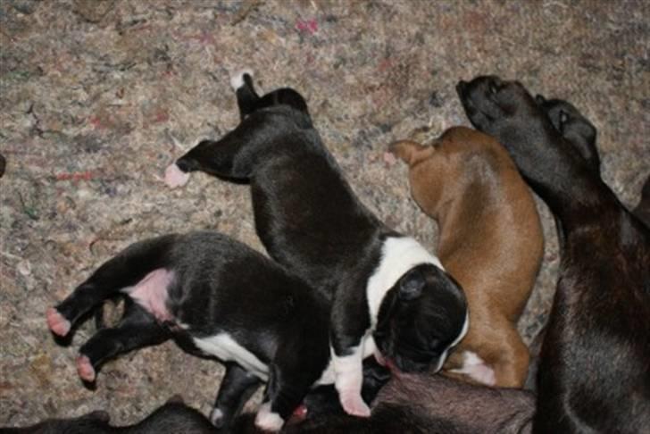 Staffordshire bull terrier Staff Royals Gossip Girl billede 3