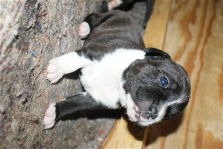 Staffordshire bull terrier Staff Royals Gossip Girl billede 4