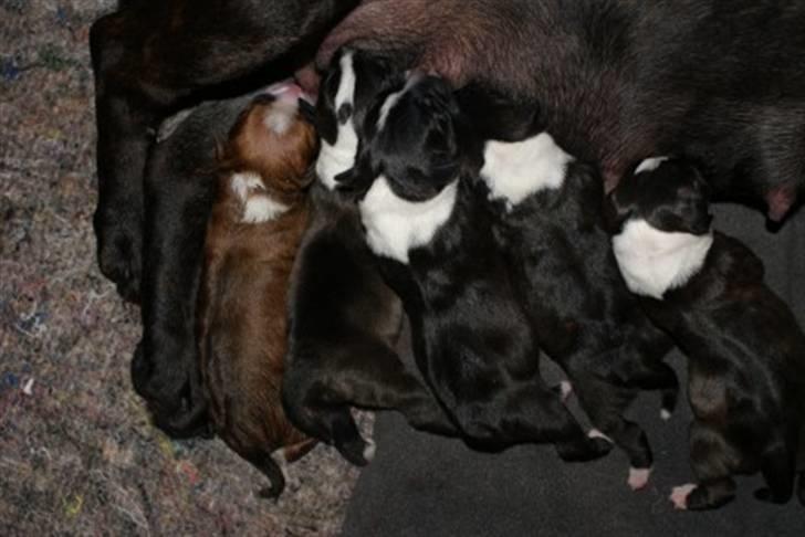 Staffordshire bull terrier Staff Royals Gossip Girl billede 5