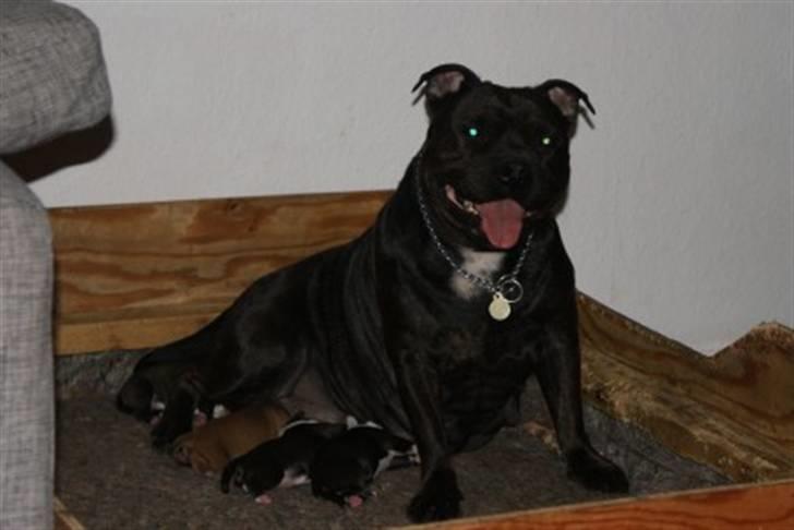 Staffordshire bull terrier Staff Royals Gossip Girl billede 6