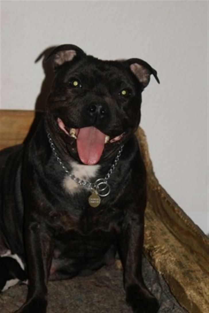 Staffordshire bull terrier Staff Royals Gossip Girl billede 7