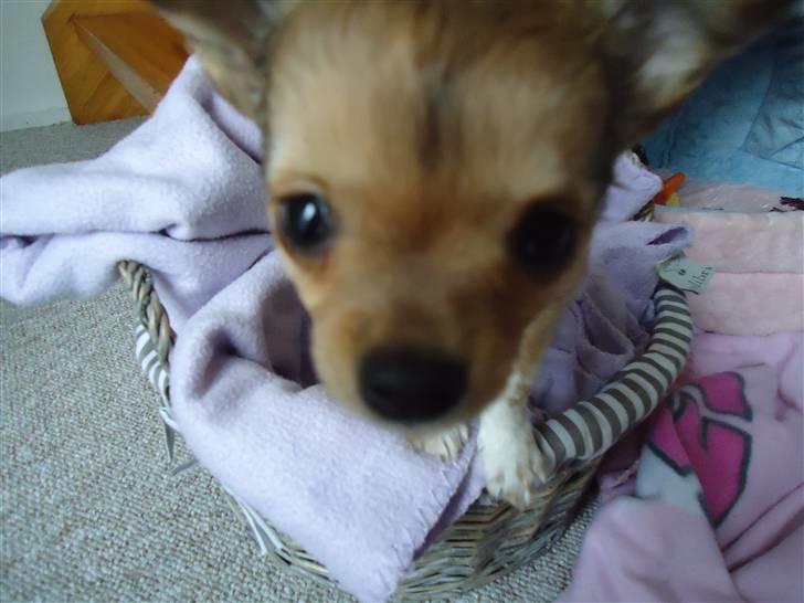 Chihuahua Felia / Ofelia :-) billede 4