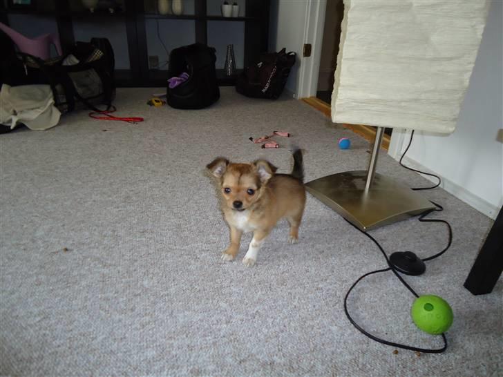 Chihuahua Felia / Ofelia :-) billede 5