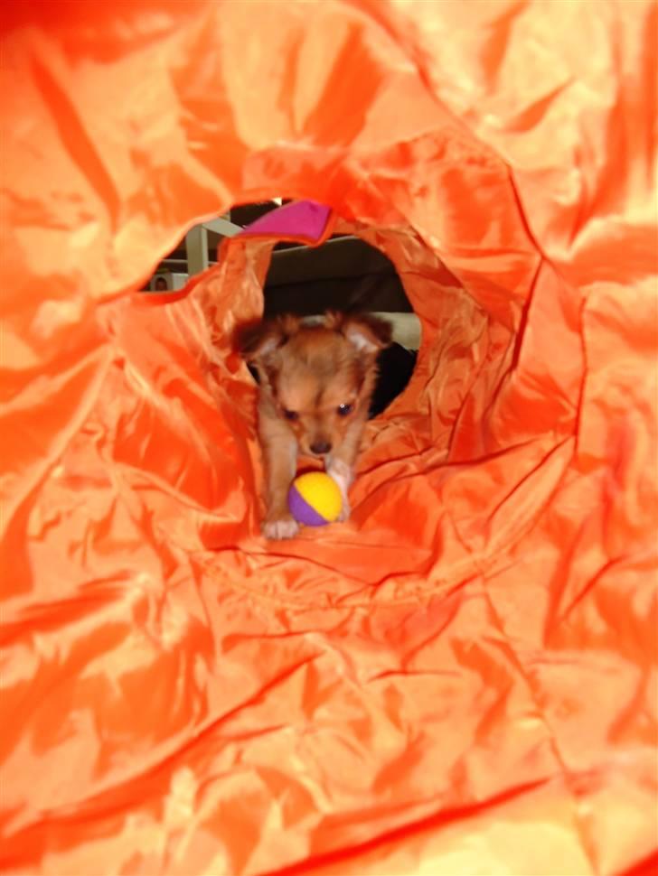 Chihuahua Felia / Ofelia :-) billede 6