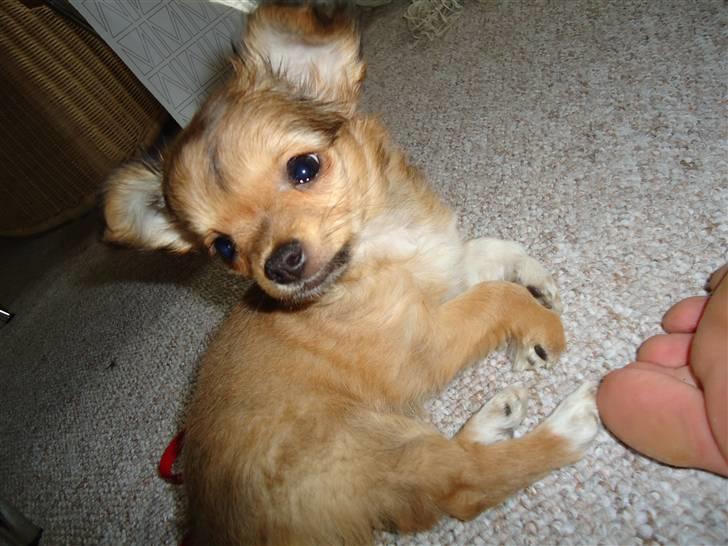 Chihuahua Felia / Ofelia :-) billede 7