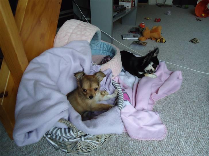 Chihuahua Felia / Ofelia :-) billede 8