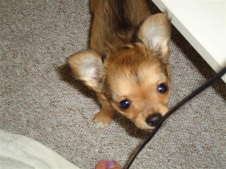 Chihuahua Felia / Ofelia :-) billede 9