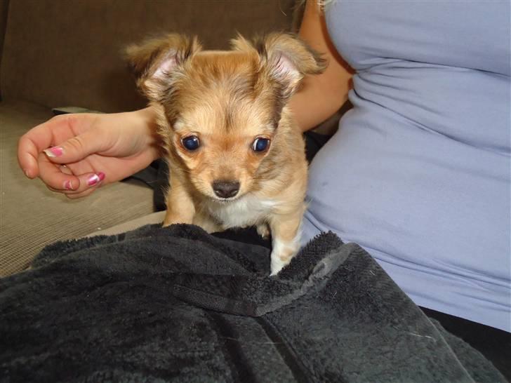 Chihuahua Felia / Ofelia :-) billede 10