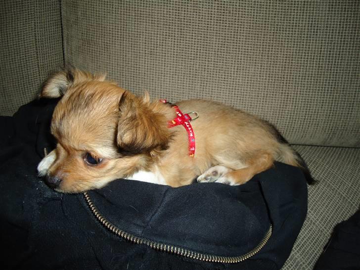 Chihuahua Felia / Ofelia :-) billede 11