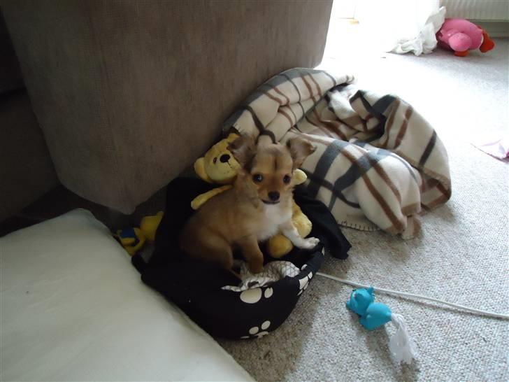 Chihuahua Felia / Ofelia :-) billede 12