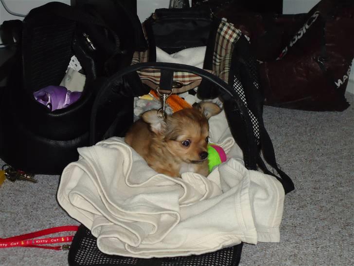 Chihuahua Felia / Ofelia :-) billede 13