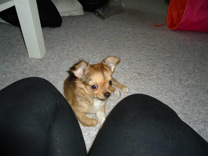 Chihuahua Felia / Ofelia :-) billede 14