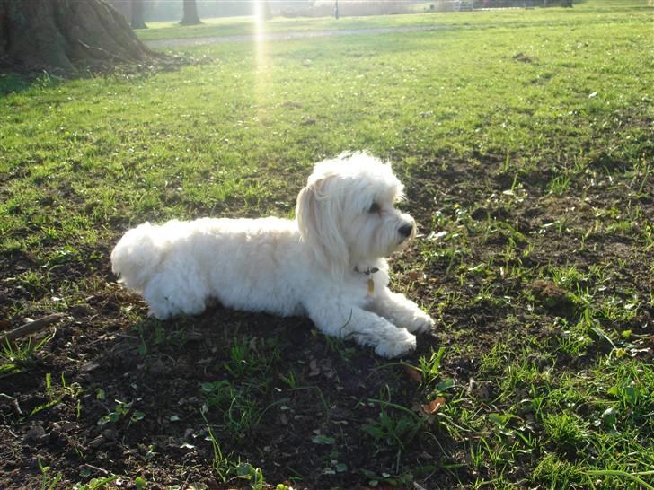 Bichon havanais Milo billede 9