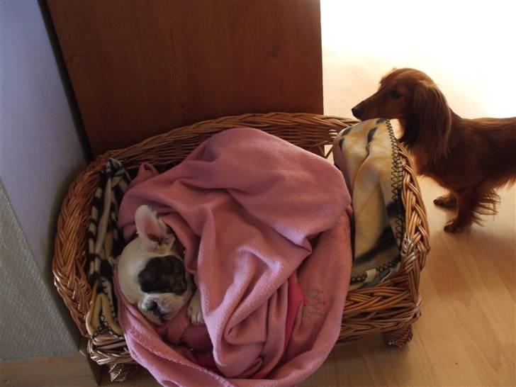 Fransk bulldog Kalle  - Jeg blev lidt træt efter at have jagtet Freja ude i haven, sådan en gravhund er mere vaks og hurtig på benene  end jeg er  billede 1