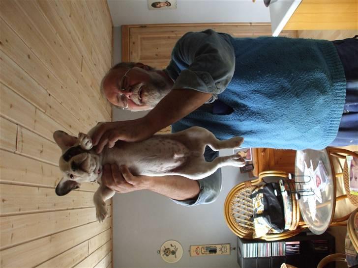 Fransk bulldog Kalle  - Morfar er lidt stolt af mig :)  billede 2