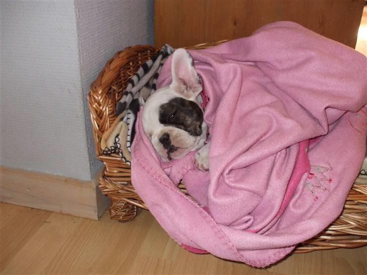 Fransk bulldog Kalle  - Jeg skal helst puttes godt, jeg er lidt en frossenpind  billede 3