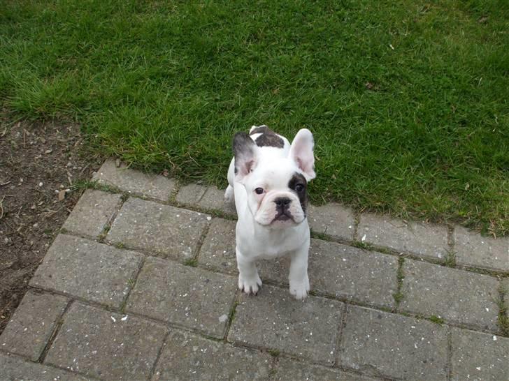 Fransk bulldog Kalle  - Det er jo helt fedt at få lov til at være udenfor !  billede 4