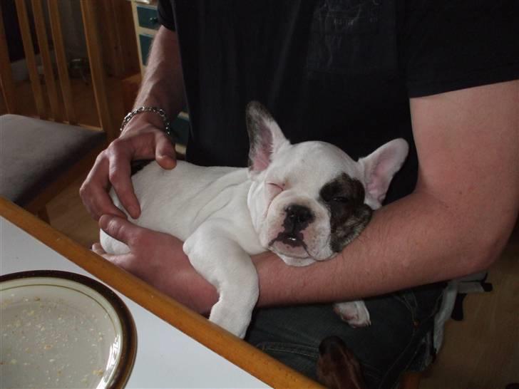 Fransk bulldog Kalle  - z Z z Z z Z z Z på Fars arm  billede 5