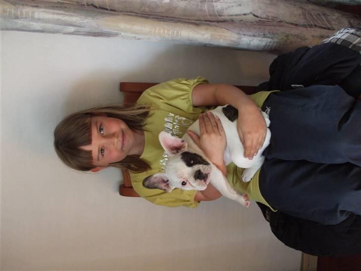 Fransk bulldog Kalle  billede 6