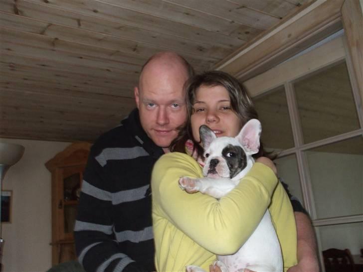 Fransk bulldog Kalle  billede 7