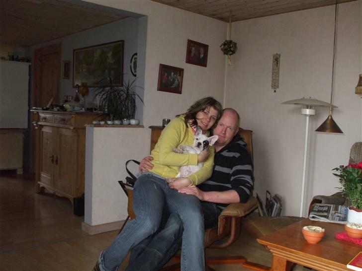 Fransk bulldog Kalle  billede 8