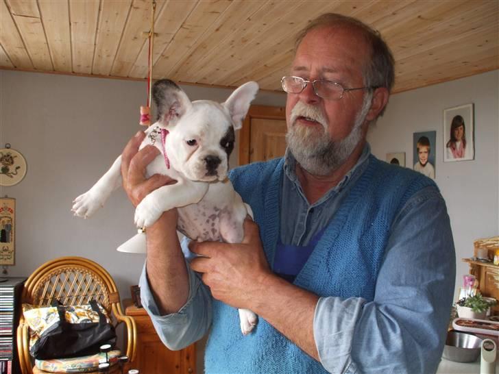 Fransk bulldog Kalle  billede 9