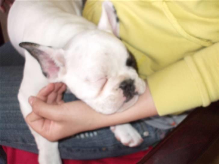 Fransk bulldog Kalle  billede 10